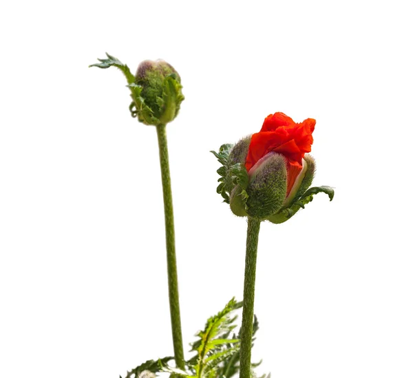 Oosterse papaver bloem — Stockfoto