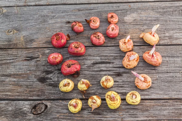 Gladiolenzwiebeln vor dem Pflanzen — Stockfoto