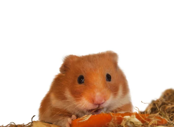 Hamster syrien mangeant de la carotte — Photo