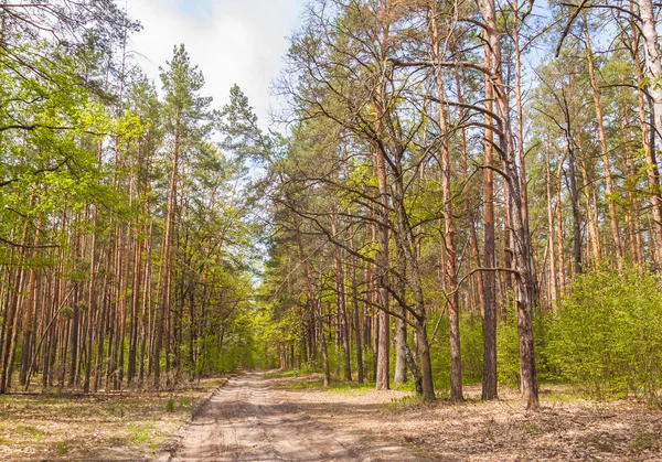 Весна соснового лісу — стокове фото