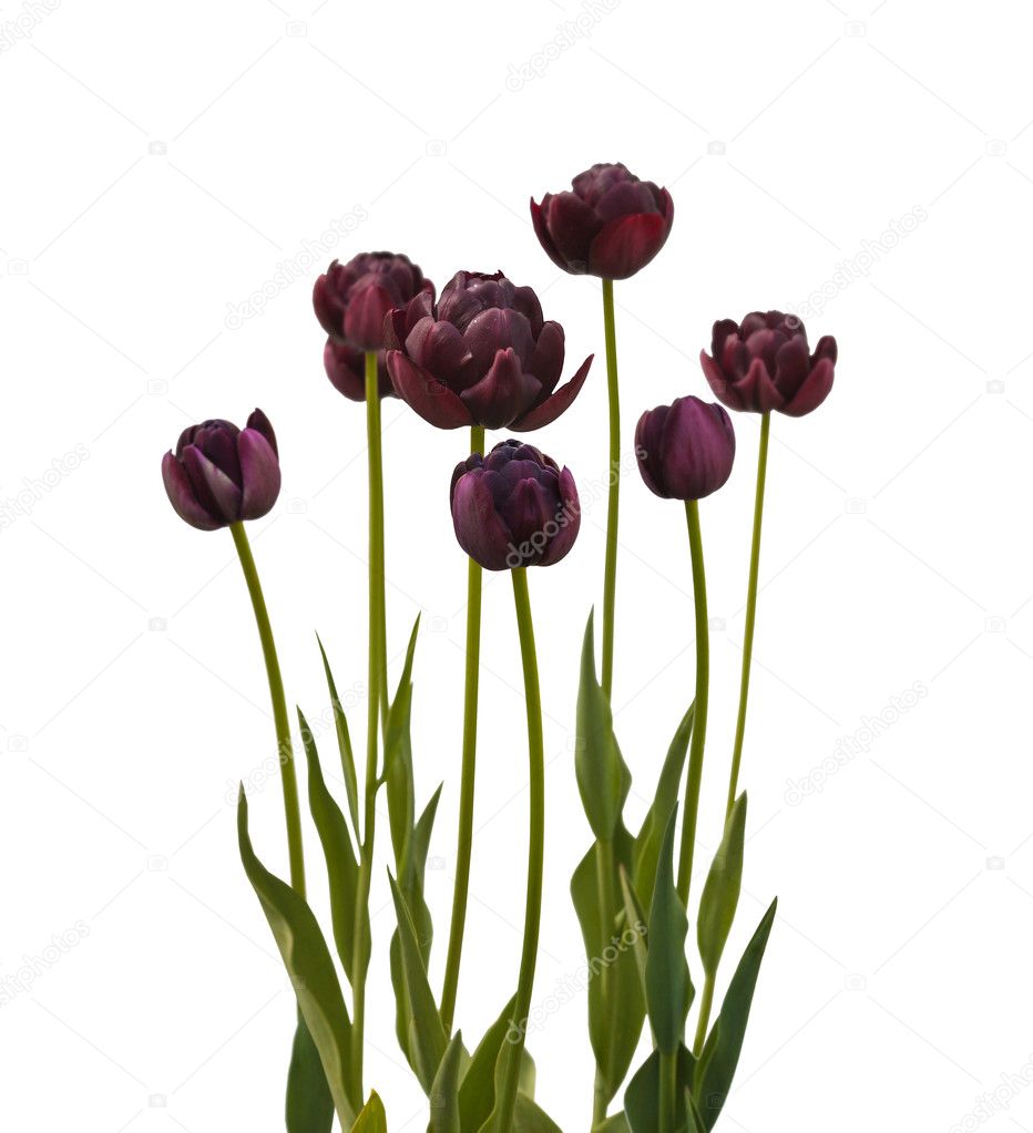 Black late tulips Stock Photo by ©olesia 124411048