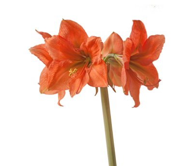 Çiçek açan turuncu Amaryllis (Hippeastrum) Galaksi Grubu 