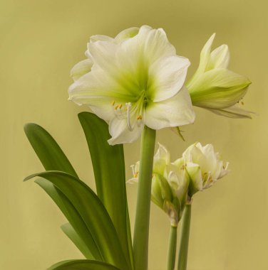 Yeşil bir arka planda çiçek açan kremalı hippeastrum (amarillis) Galaksi Grubu 
