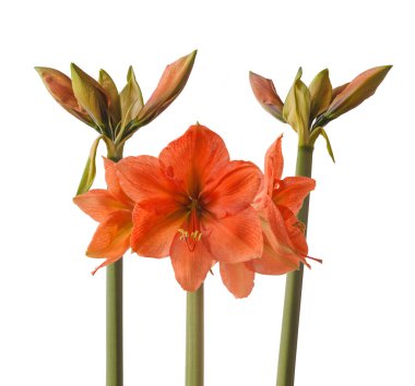 Beyaz arka planda üç Amaryllis (Hippeastrum) Galaksi Grubu 