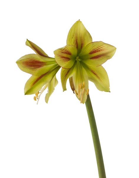 Fioritura Mini Giallo Rosso Amarillide Hippeastrum Sonatini Graffiti Fondo Bianco — Foto Stock