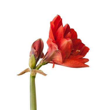 Beyaz arka planda Bud Red Hippeastrum (amaryllis) 