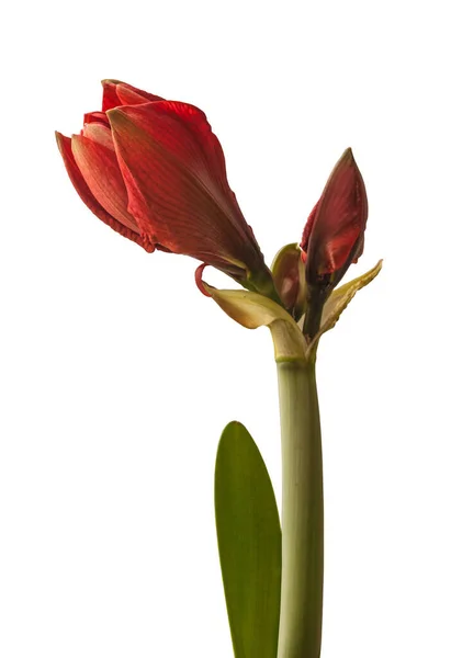Bud Red Hippeastrum Amaryllis Cherry Nymph Galaxy Group Een Witte — Stockfoto