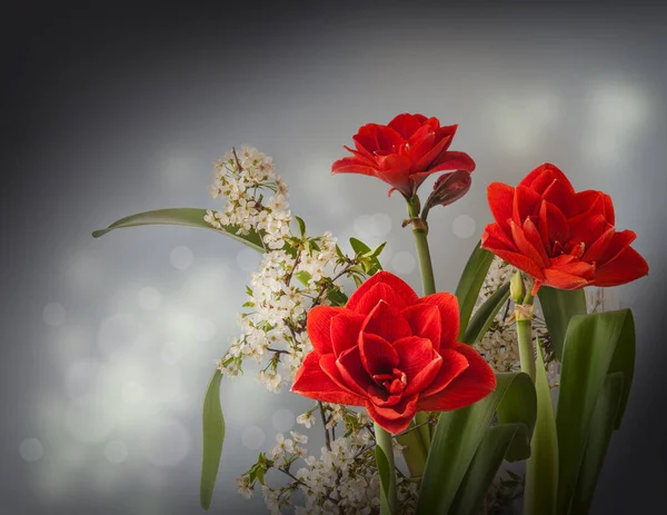 Bloeiende Rode Hippeastrum Amaryllis Cherry Nymph Bloeiende Kersentak Een Grijze — Stockfoto