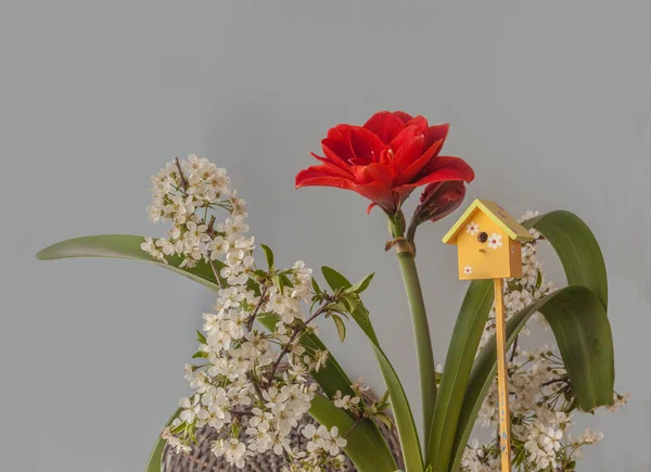 开花结果的红色嬉皮花 Amaryllis 樱桃Nymph 和开花的樱桃枝灰色的背景 明信片的背景 — 图库照片
