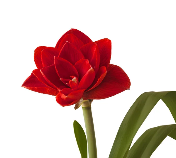 Bloeiende Rode Hippeastrum Amaryllis Cherry Nymph Grote Dubbele Groep Een — Stockfoto