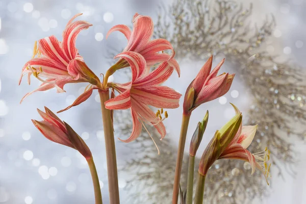 Kwiat Hippeastrum Amaryllis Diamond Group Słodka Lilian Tle Świątecznego Wieńca — Zdjęcie stockowe