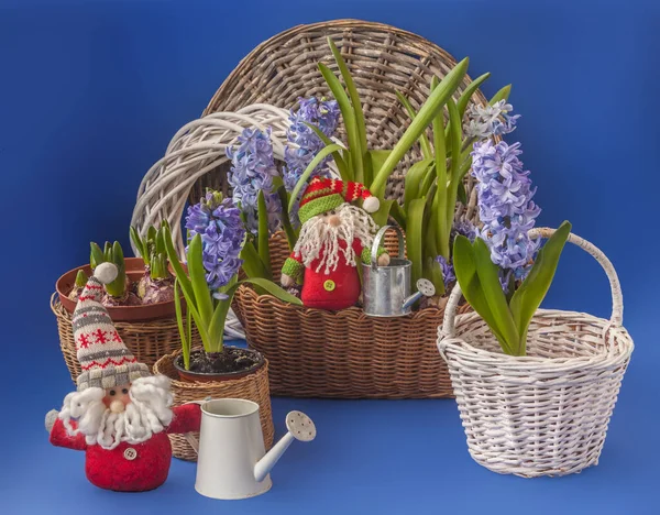 Floração Jacintos Azuis Gigante Azul Cesta Fundo Azul Lado Regador — Fotografia de Stock