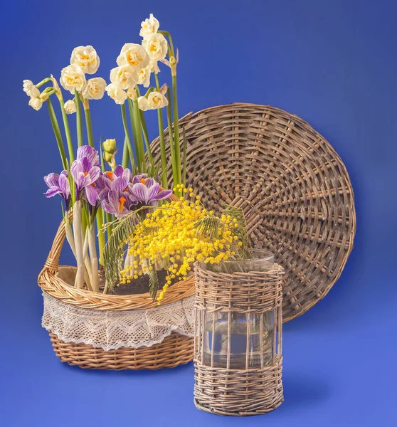 Basket Flowering Double Daffodils Striped Crocuses Blue Background Background Congratulations — Stock Photo, Image