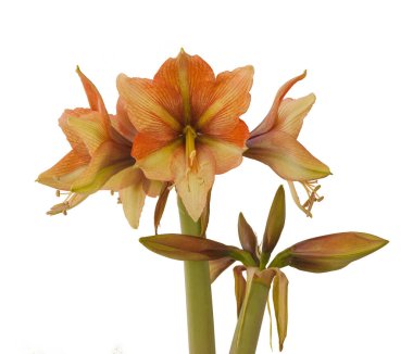 Beyaz arkaplanda çiçek açan turuncu ve yeşil Amaryllis (Hippeastrum) Galaksi Grubu 