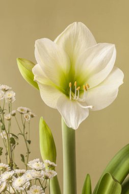Yeşil bir arka planda çiçek açan kremalı hippeastrum (amarillis) Galaksi Grubu 