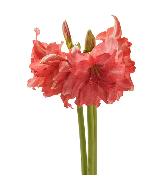 Blooming Salmon Pink Semi Double Hippeastrum Amaryllis Ballerina White Background — Stock Photo, Image