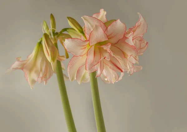 Bloom Amaryllis Hippeastrum Double Galaxy Group Harlequin Szarym Tle — Zdjęcie stockowe