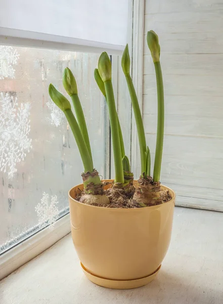 Knop Van Hippeastrum Amaryllis Grote Blootstelling Gele Kunststof Bloempot Venster — Stockfoto