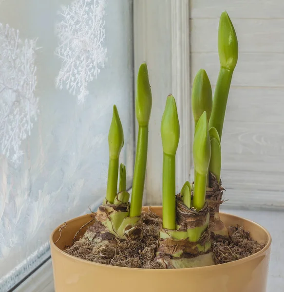 Knop Van Hippeastrum Amaryllis Grote Blootstelling Gele Kunststof Bloempot Venster — Stockfoto