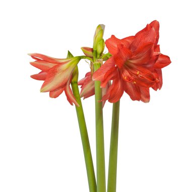 Beyaz arka planda çiçek açan somon pembe yarı çift hiperastrum (amaryllis) balerin.
