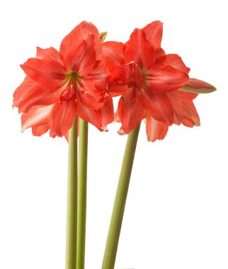 Beyaz arka planda çiçek açan somon pembe yarı çift hiperastrum (amaryllis) balerin.