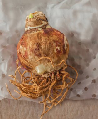 Gri ahşap masada bir ampul (amarillis). Düz yatıyordu