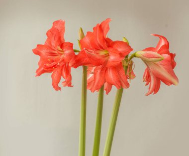 Çiçekli somon pembe yarı çift hiperastrum (amaryllis) Gri arka planda balerin 