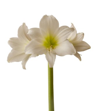 Beyaz arka planda çiçek açan küçük çiçekli Multiflora Hippeastrum (amaryllis) 