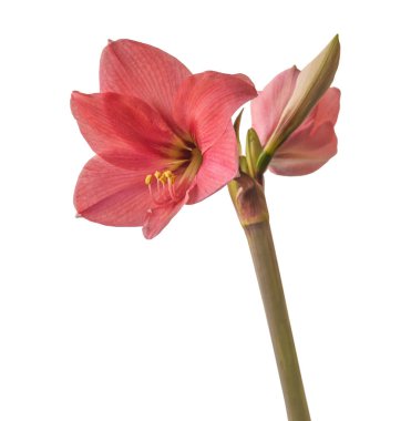 Beyaz arka planda çiçek açan küçük çiçekli Multiflora Hippeastrum (amaryllis) 