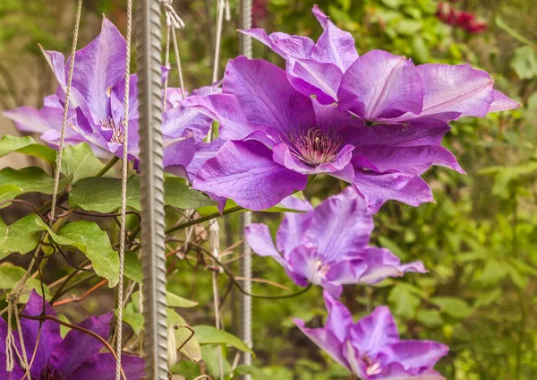 Frühe Großblütige Clematis President Blüht Einem Garten Selektiver Fokus — Stockfoto