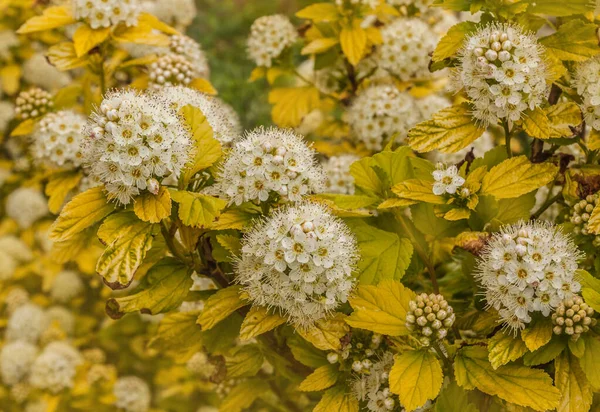 Spiraea Vanhouttei Gold Fontain Flores Jardín — Foto de Stock