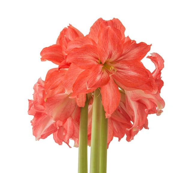 Blooming Salmon Pink Semi Double Hippeastrum Amaryllis Ballerina White Background — Stock Photo, Image