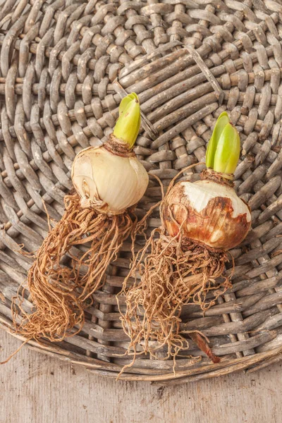 Dois Bulbos Hippeastrum Flor Pequena Amarillis Círculo Vime Depósito Plano — Fotografia de Stock