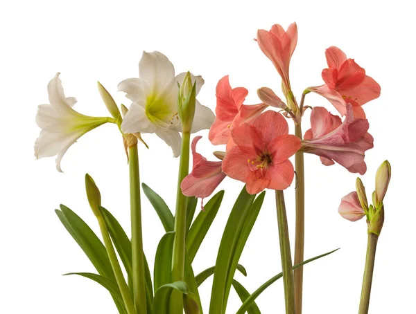 Blooming Small Flowered Multiflora Hippeastrum Amaryllis White Garden Pink Garden — Stock Photo, Image