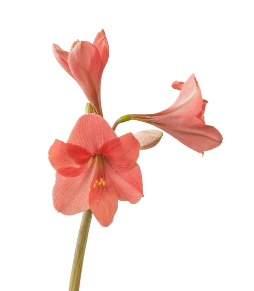 Blooming Small Flowered Multiflora Hippeastrum Amaryllis Pink Garden White Background — Stock Photo, Image