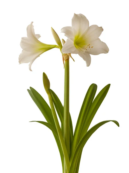 Floreciente Multiflora Hippeastrum Amaryllis White Garden Sobre Fondo Blanco Aislado — Foto de Stock