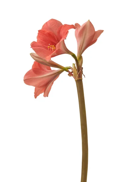 Blooming Small Flowered Multiflora Hippeastrum Amaryllis Pink Garden Has Salmon — Stock Photo, Image