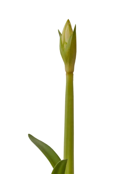 Bud Malokvětý Multiflora Hippeastrum Amaryllis Bílá Zahrada Bílém Pozadí Izolované — Stock fotografie