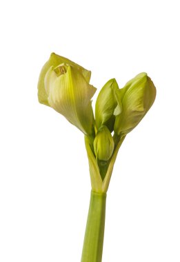 Amaryllis 'in (Hippeastrum) ortaya çıkan tomurcuğuna yakın plan: Çift Gökada Grubu 