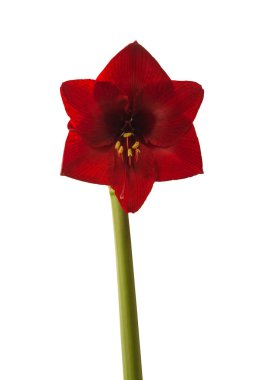 Beyaz zemin üzerinde çiçek açan koyu kırmızı hipotenyum (amaryllis) dinamit izole edildi