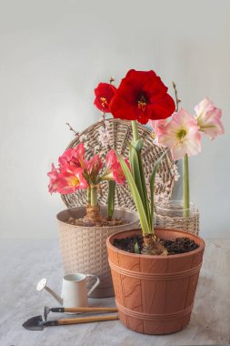 Dekoratif sulama tenekesinin yanında çiçek açan hippeastrum (amaryllis) ve gri arka planda bahçe aletleri. İlkbahar konsepti. Takvim için arka plan, kartpostal, afiş. Metin için yer