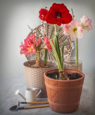 Dekoratif sulama tenekesinin yanında çiçek açan hippeastrum (amaryllis) ve gri arka planda bahçe aletleri. İlkbahar konsepti. Takvim için arka plan, kartpostal, afiş. Metin için yer