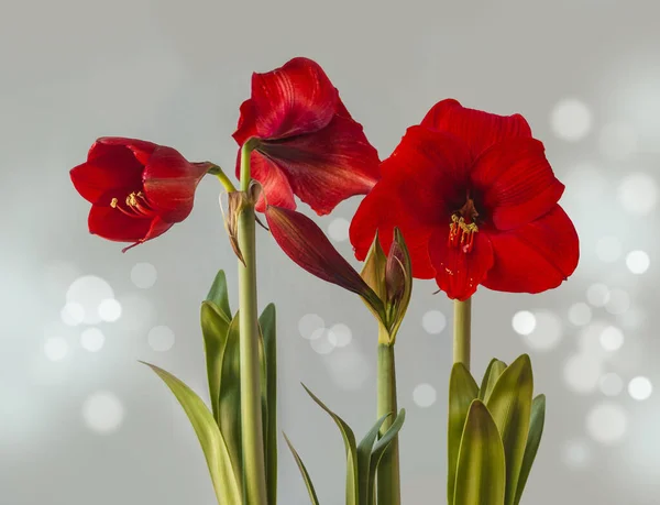 Tres Hippeastrum Rojo Borgoña Amarilis Sobre Fondo Gris —  Fotos de Stock