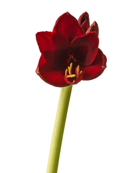 Bud Dark Red Hippeastrum Amaryllis Carmen Galaxy Grp White Background — Stock Photo, Image