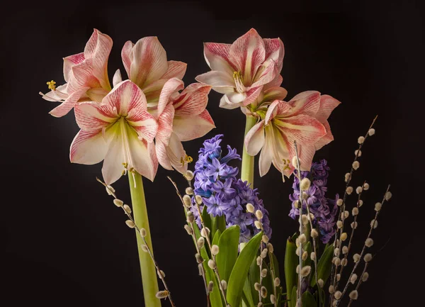 Blooming Hippeastrum Amaryllis Winter Delight Hyacinths Willow Branches Black Background — Stock Photo, Image