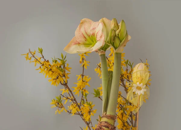 Voorjaarsconcept Bloeiend Nijlpaard Amaryllis Prinsen Claire Achtergrond Van Bloeiende Takken — Stockfoto