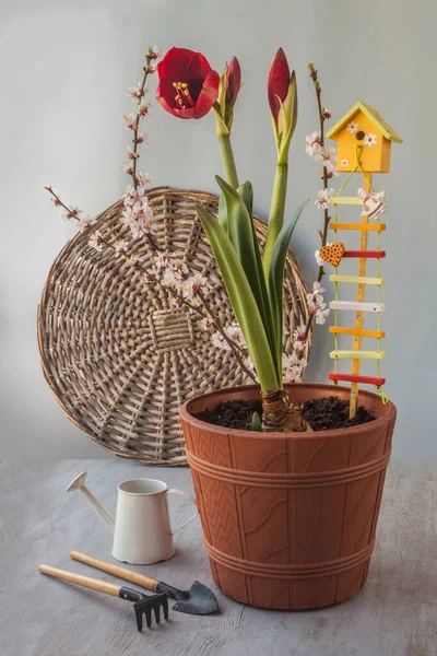 Flowering Dark Red Hippeastrum Amaryllis Garden Decor Flowering Apricot Branches — Stock Photo, Image