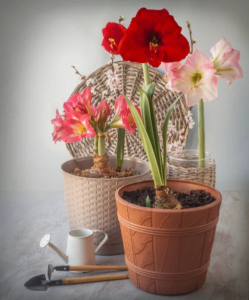 Blooming Hippeastrum Amaryllis Decorative Watering Can Garden Tools Gray Background — Stock Photo, Image