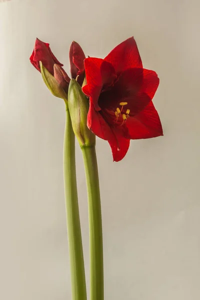Blooming Small Flowered Dark Red Hippeastrum Amaryllis Dynamite Gray Background — Stock Photo, Image