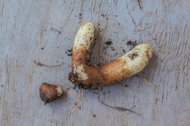 Büyüme mevsiminin bitiminden hemen sonra, sarı gövde ve yaprakların arka planına karşı Gloriosa kökü. Düz yatıyordu